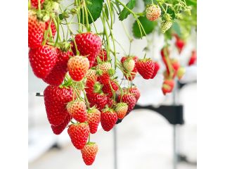 夢いちごの郷　菅野いちご園の写真1