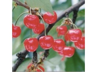 渡邉観光櫻桃園　sweet cherry watanabeの写真1