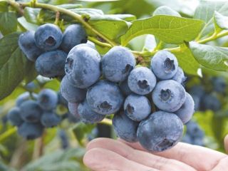 月山高原　鈴木農園の写真1