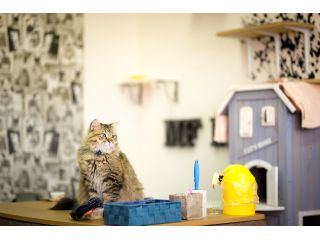 猫カフェmfmfの写真1
