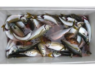 釣船　黒川本家の写真1