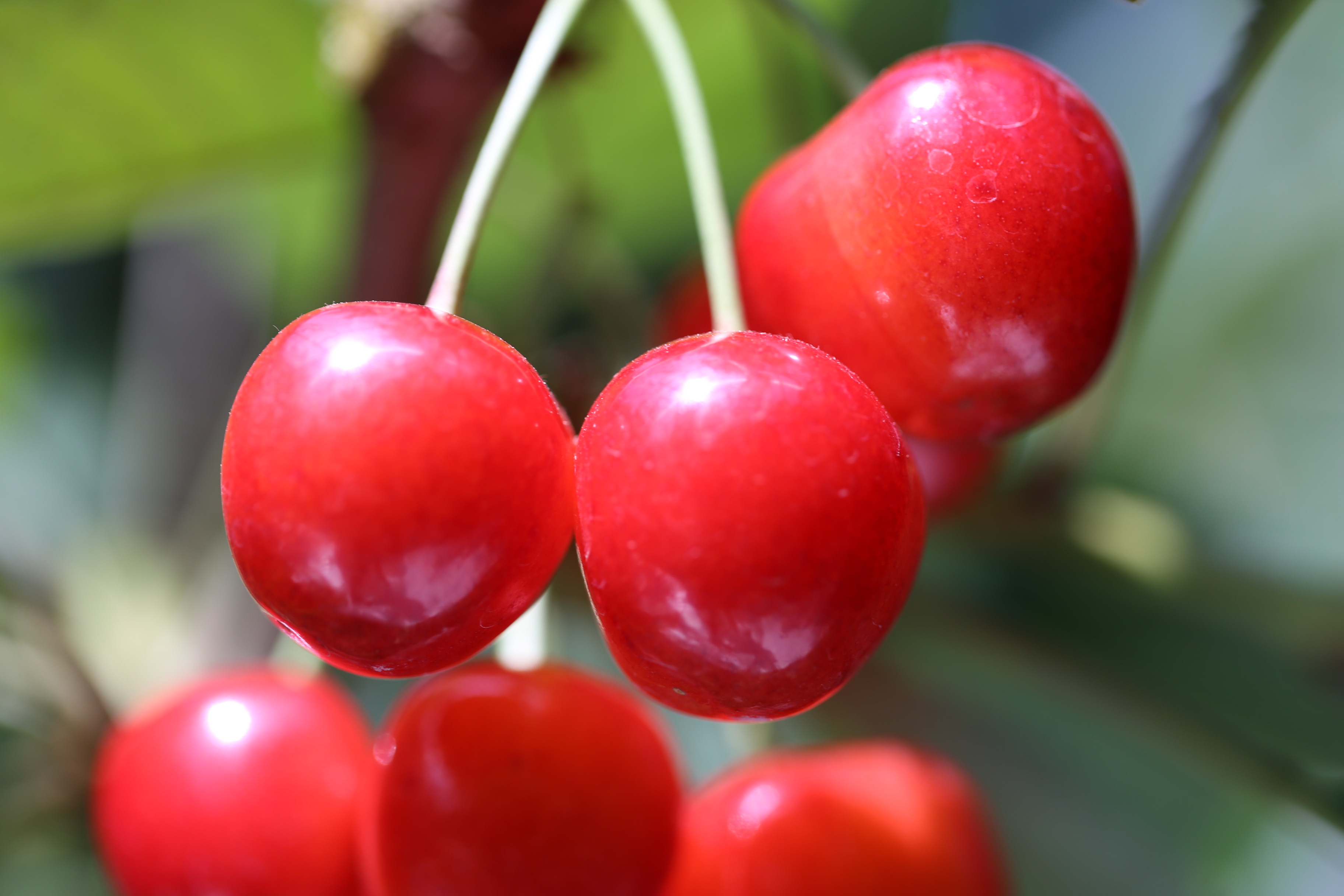 丸善農園の写真1