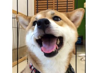 ペットンカフェの写真1