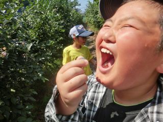 西条ブルーベリー農園の写真1