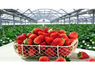 いちご屋 燦燦園の写真1