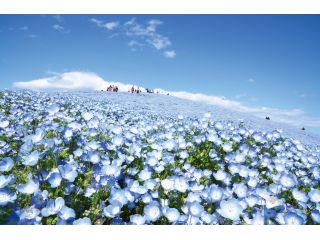 株式会社はとバスの写真1