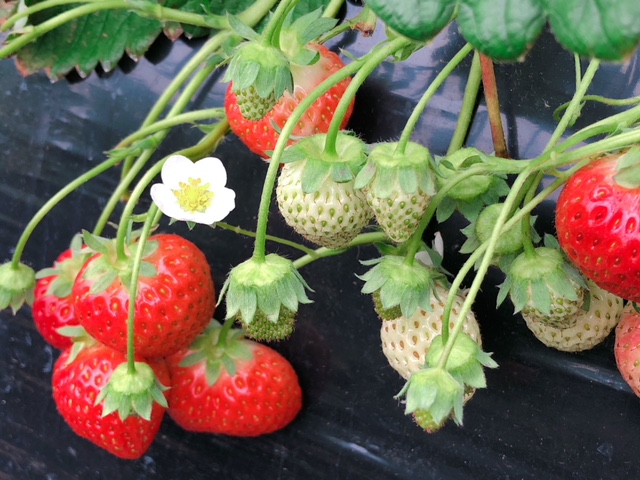 高橋いちご園の写真1