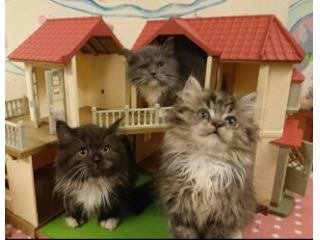 猫雑貨と猫カフェのお店 猫の手の写真1