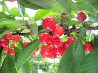 月夜野まるかチェリー園の写真1