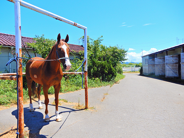 金沢乗馬倶楽部の写真1