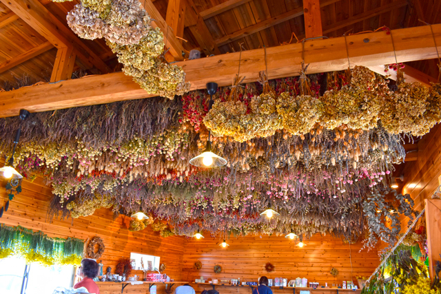 ダマスクの風の写真1