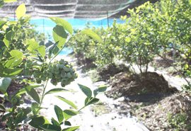 Blueberrygarden 紫屋の写真1