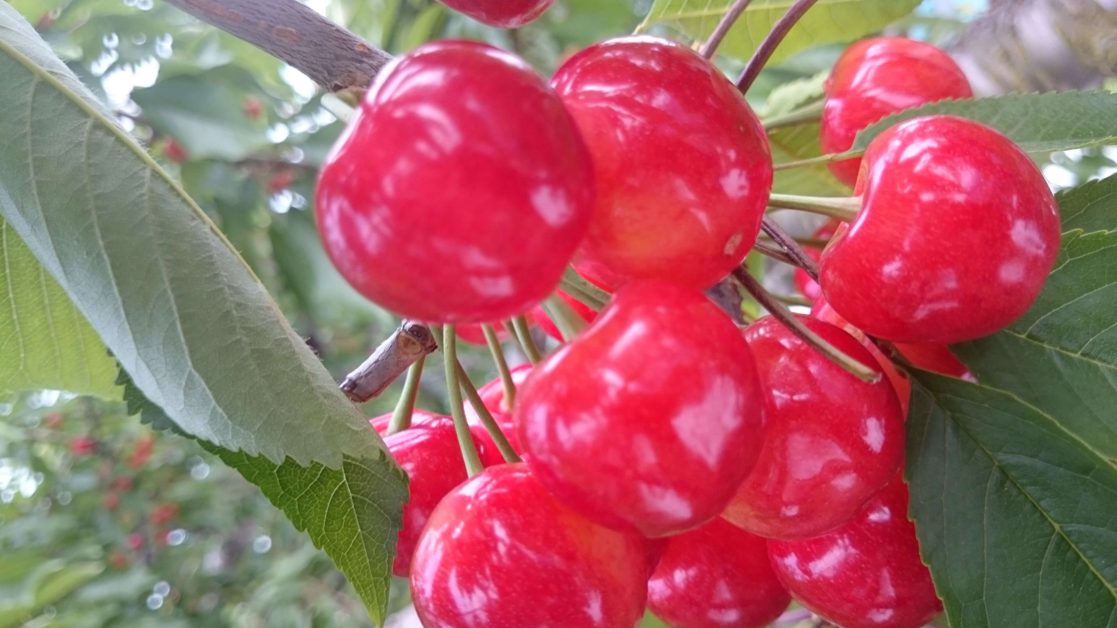 まるよし果樹園の写真1