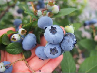 ブルーベリーファーム新松戸の写真1