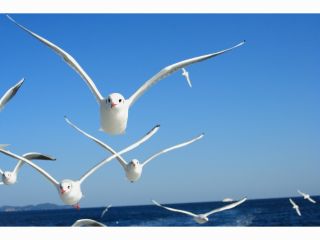 半潜水式水中展望船 ベルクルーズいとう ゆーみんフックの写真1