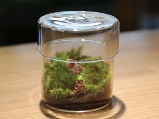 仙台テラリウムラボ コケモンの写真1