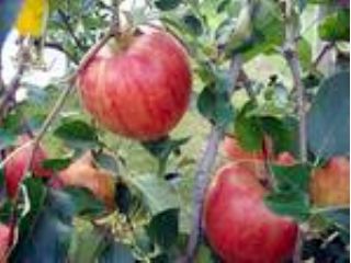 桑原農園の写真1