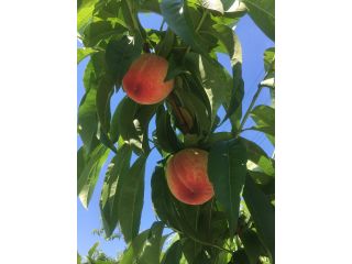 東邦観光園の写真1