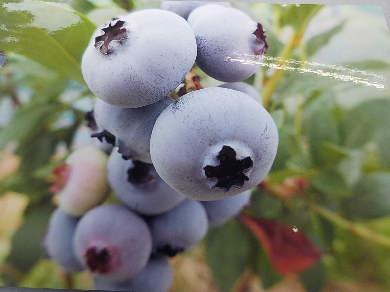 樋口ブルーベリー園の写真1