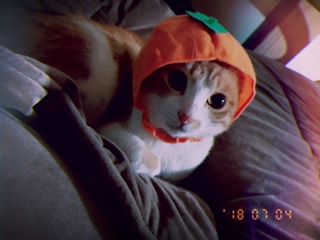 保護猫カフェにゃんこはうすの写真1