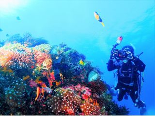 ダイビング スクール Tiaraの写真1