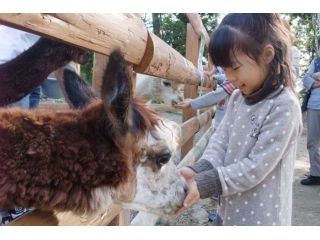 山古志アルパカ村の写真1