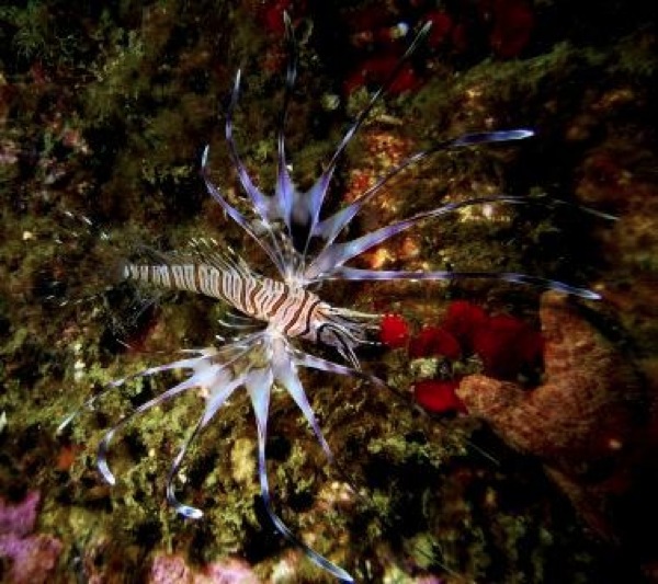 ダイビングスクール&ショップ アトモスの写真1