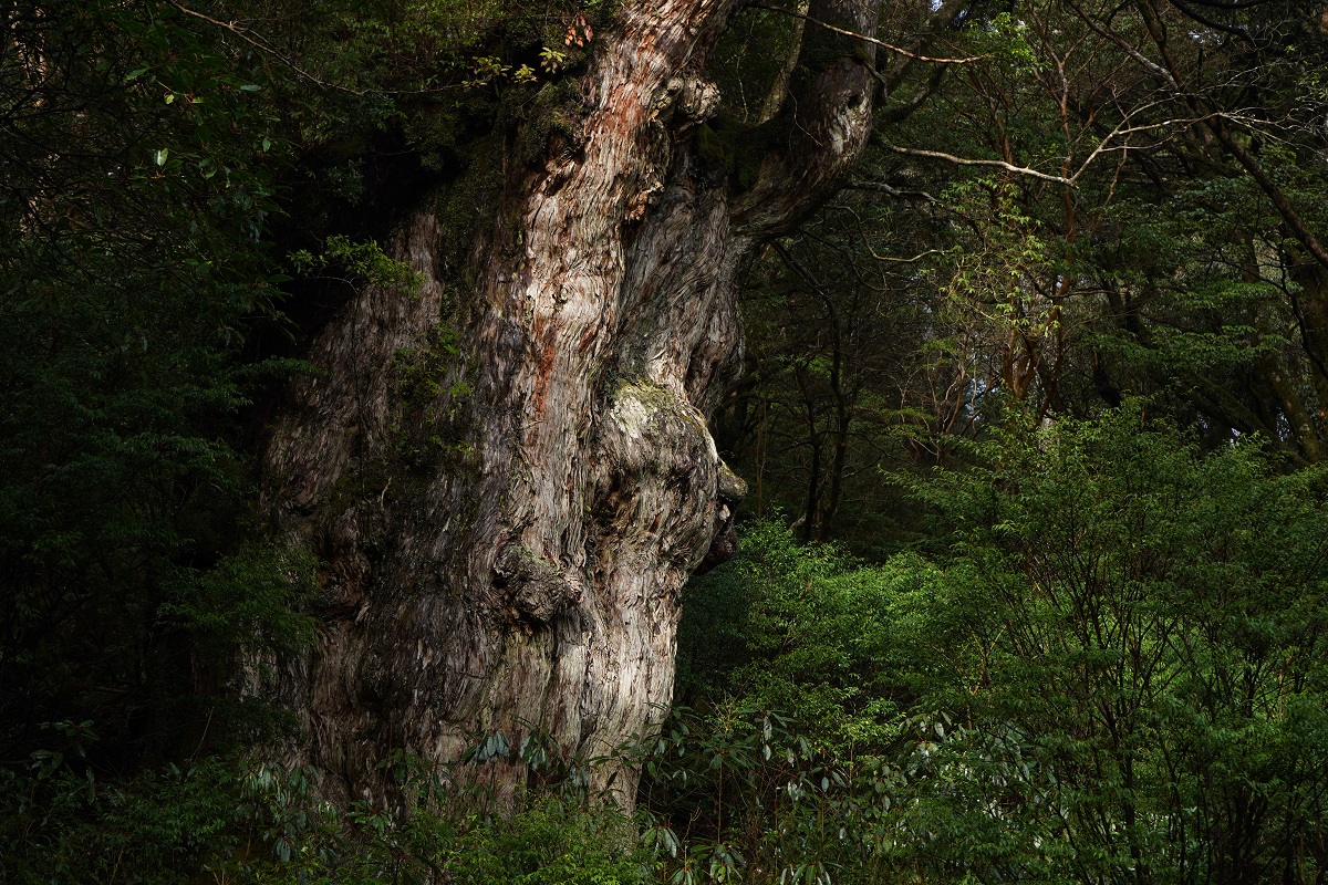 Kichikin Trek 屋久島の写真1