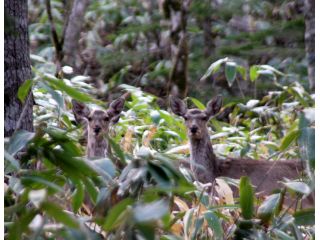 北海道自然体験エコツアー ハンティング北海道の写真1