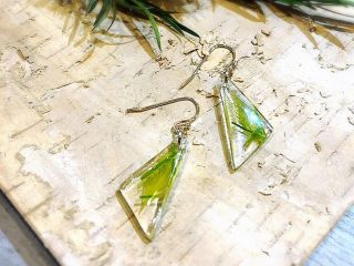 サンフラワーの写真1