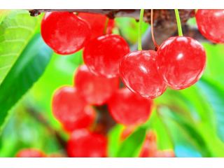 フルーツサトーの写真1