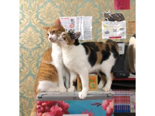 ネコリパブリック(東京中野店)の写真1