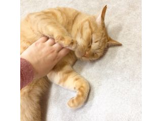 ネコリパブリック(東京お茶の水店)の写真1