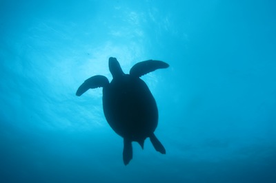 オリーブダイビングクラブの写真1