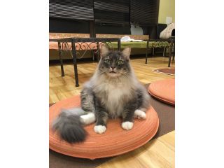 猫カフェ Baronの写真1