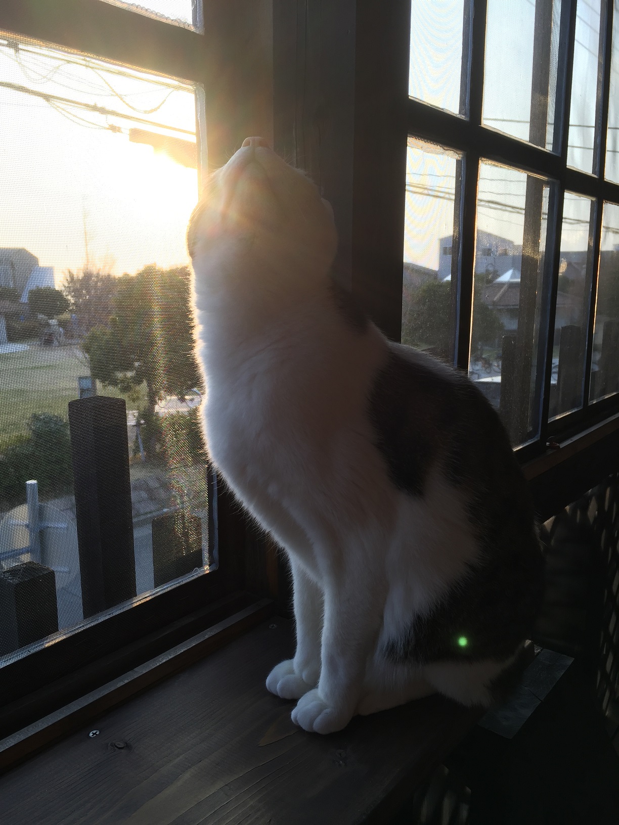 癒しの猫カフェの写真1