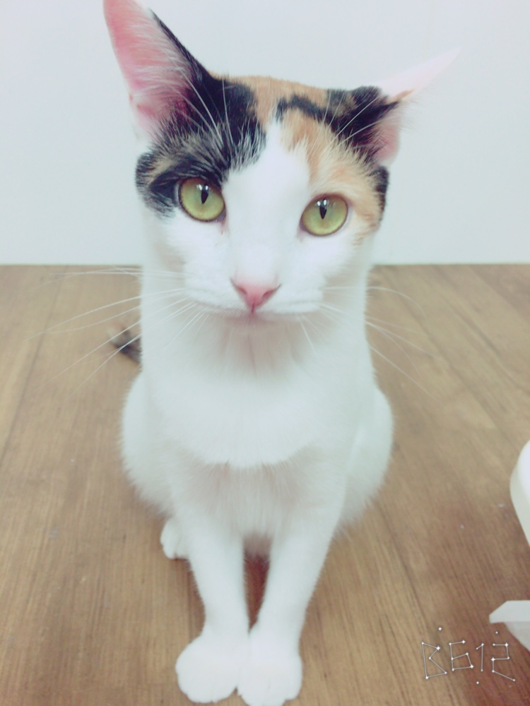保護猫カフェ Happy Catの写真1