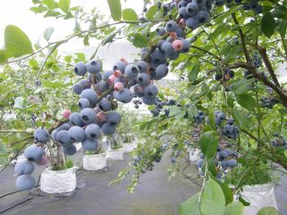 柳青ブルーベリー庭の写真1