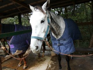 M.Kホースパークの写真1