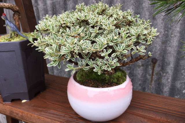 鉢マニアの写真1