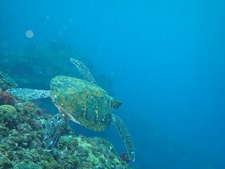 八丈島ダイビングショップアラベスクの写真1