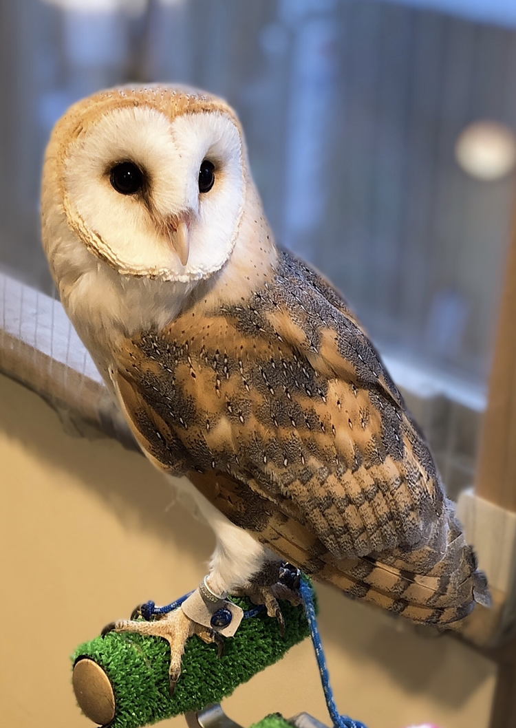 フクロウカフェ&バー 格闘梟の写真1