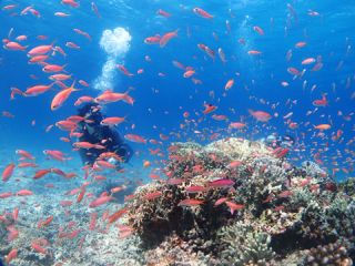 西表 遊びなーらの写真1