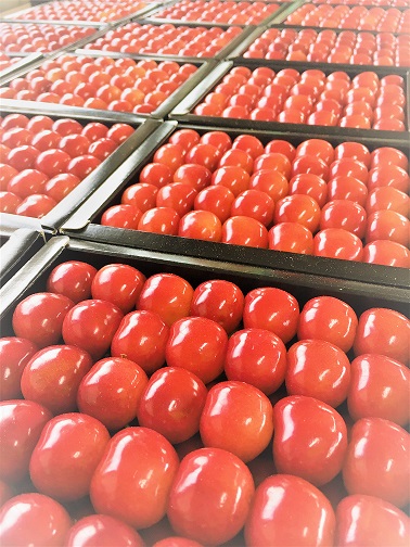 松田観光果樹園の写真1