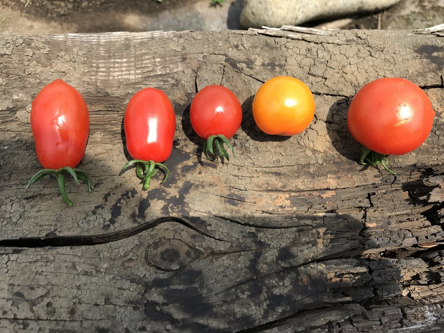 伊藤農園 asobibatakeの写真1