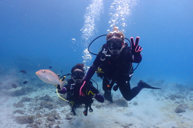 Shikinejima Diving Shop うみがめの写真1