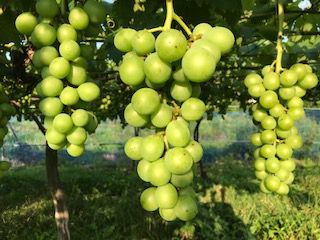 建川ぶどう園の写真1