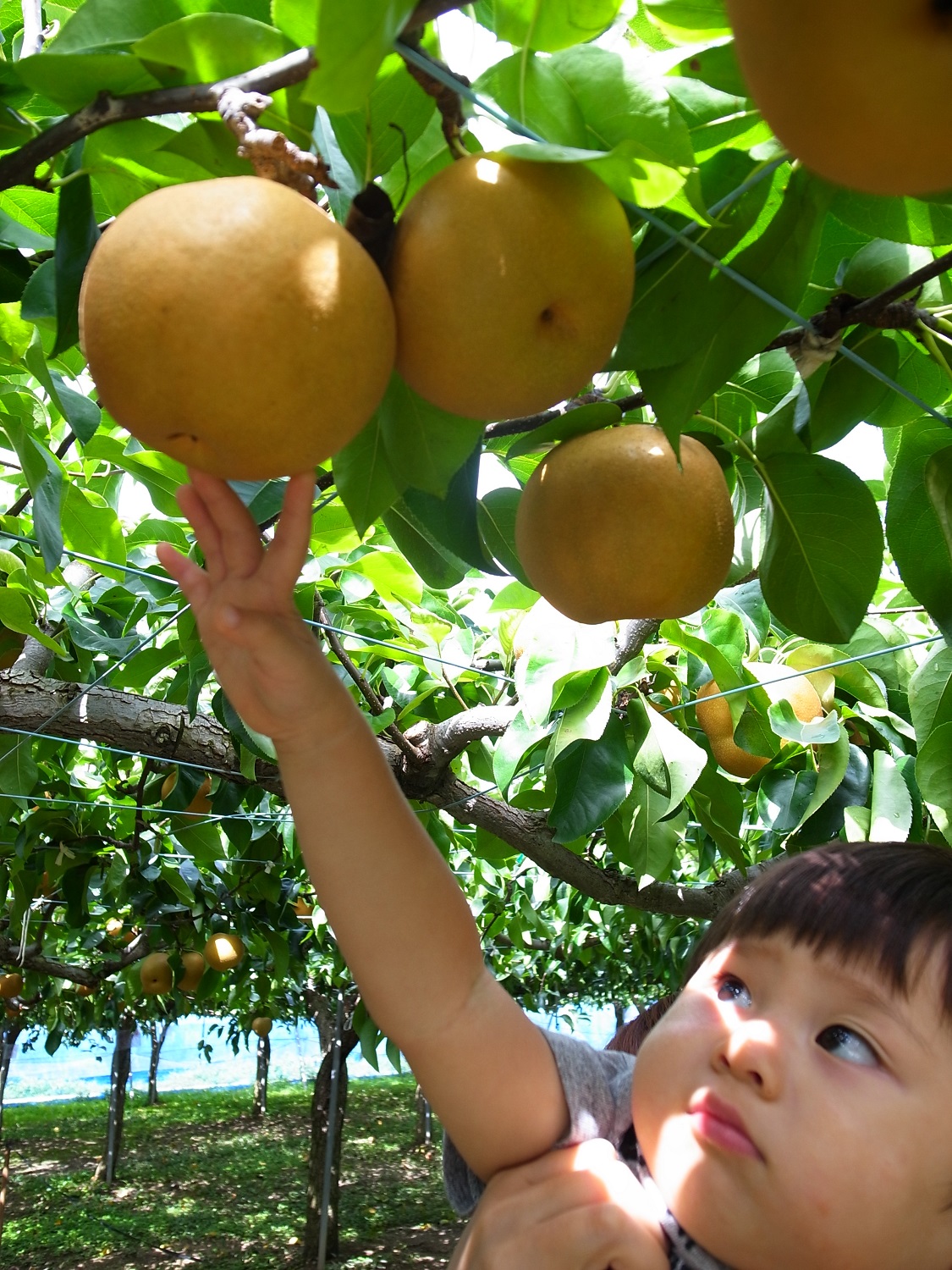 てらしま梨園の写真1