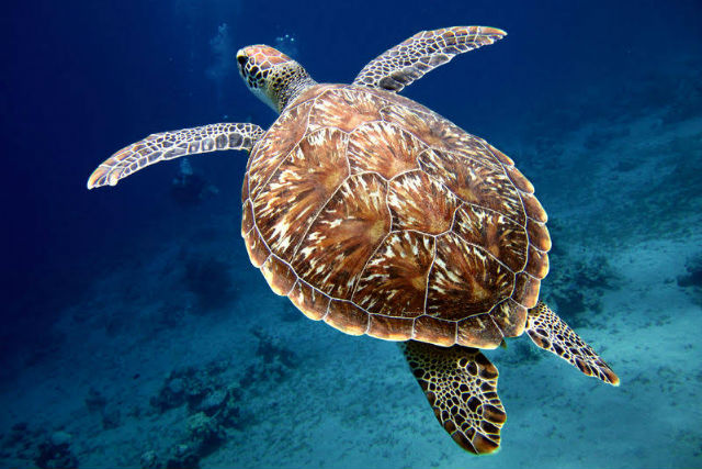 奄美ネイチャーガイドの写真1