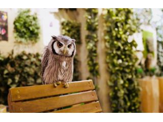 フクロウの巣カフェの写真1